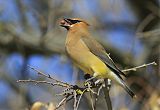 Cedar Waxwingborder=